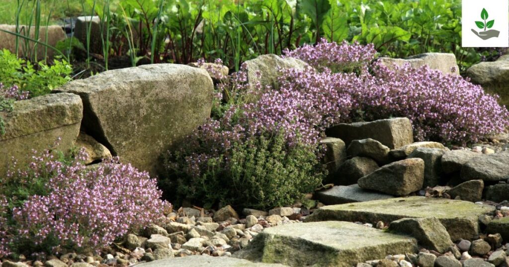 Creeping Thyme Tips