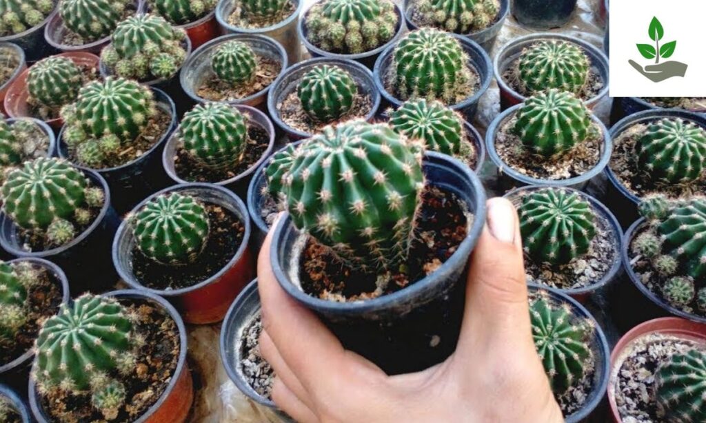 Easter Lily Cactus Care