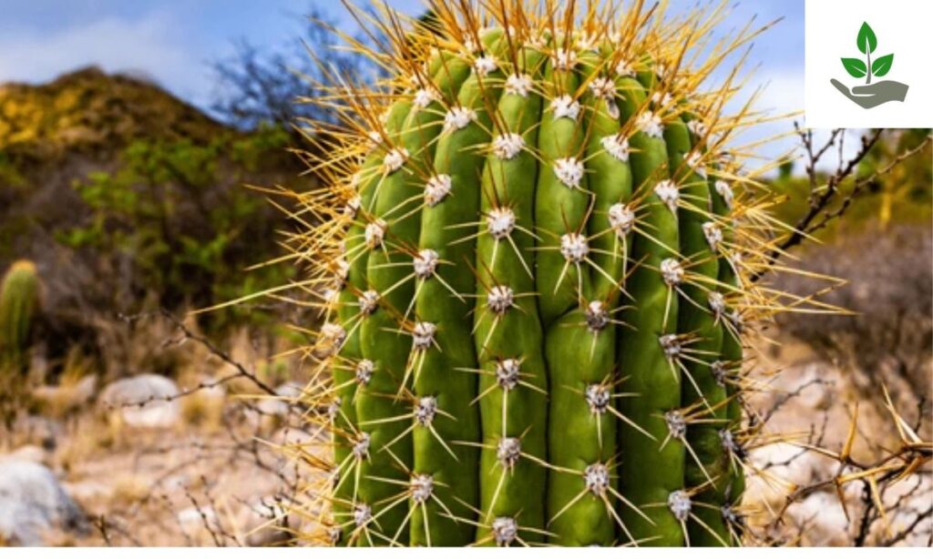 Easter Lily Cactus Fun Fact