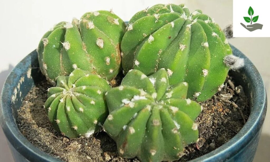 Easter Lily Cactus Seeds