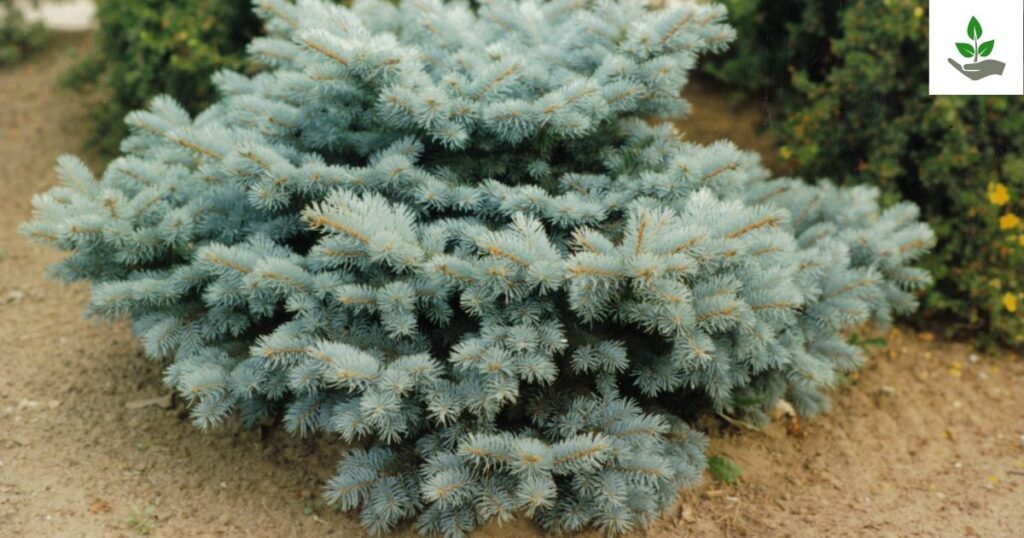 Globe Blue Spruce Benefits