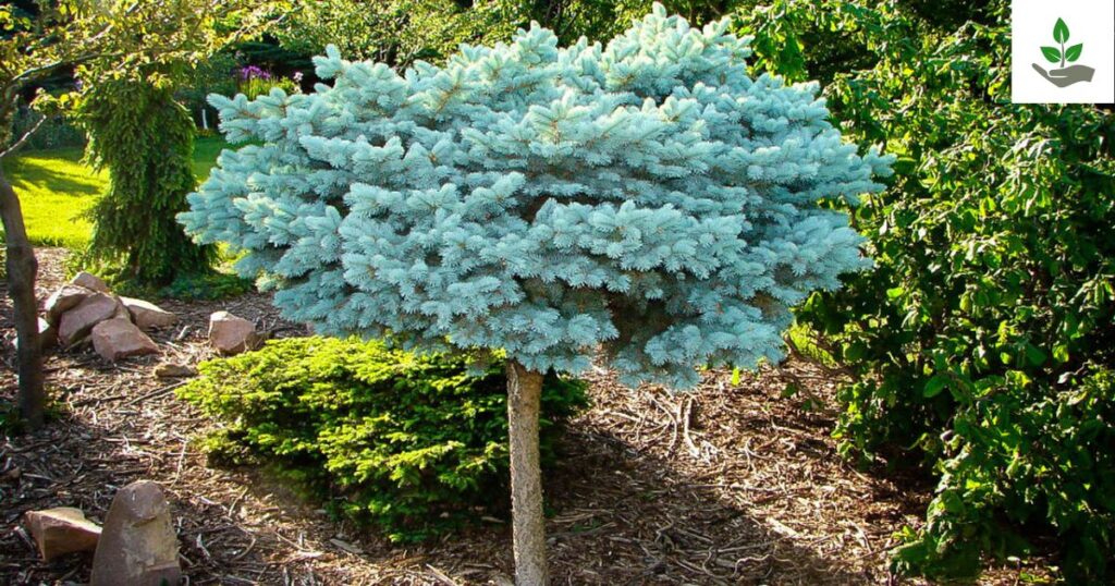Globe Blue Spruce Care
