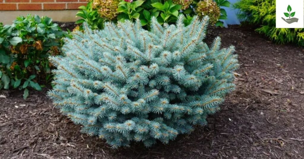Globe Blue Spruce Seeds
