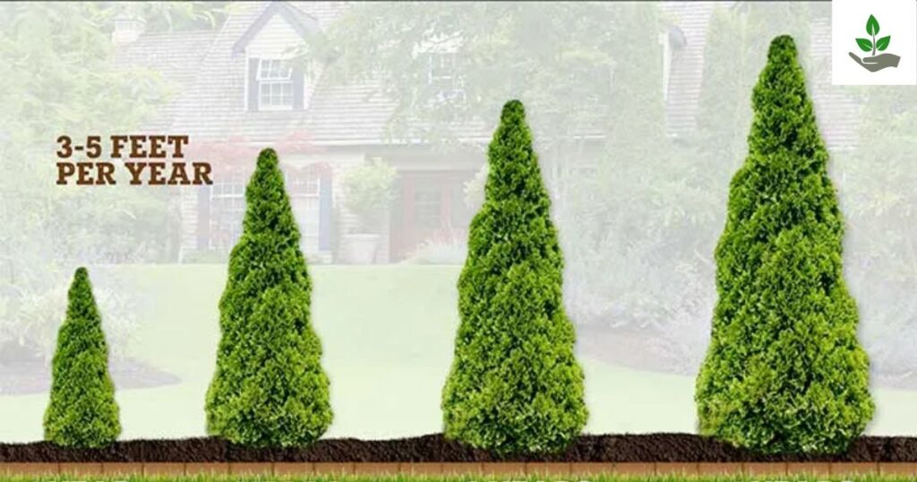 Green Giant Western Arborvitae Fun Fact