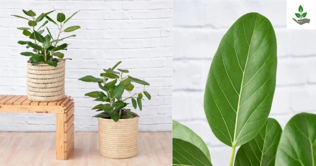 Ficus Audrey Care