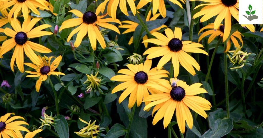 Rudbeckia Goldsturm Care
