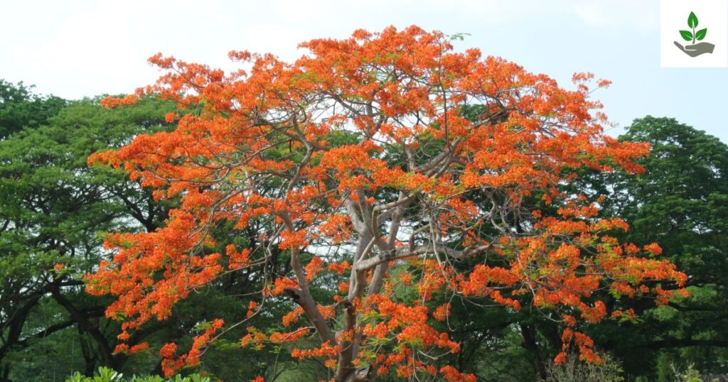 Silk Cotton Tree Care