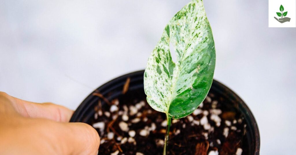 Marble Queen Pothos Seeds