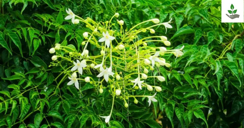 Millingtonia Hortensis Fun Fact