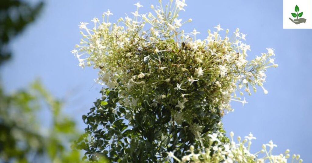 Millingtonia Hortensis History