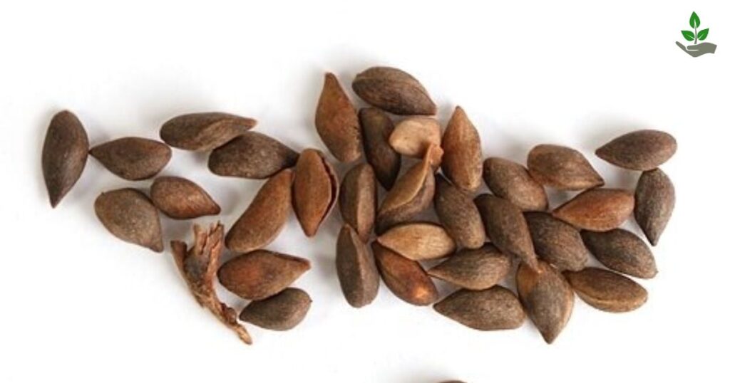 Norway Spruce Seeds