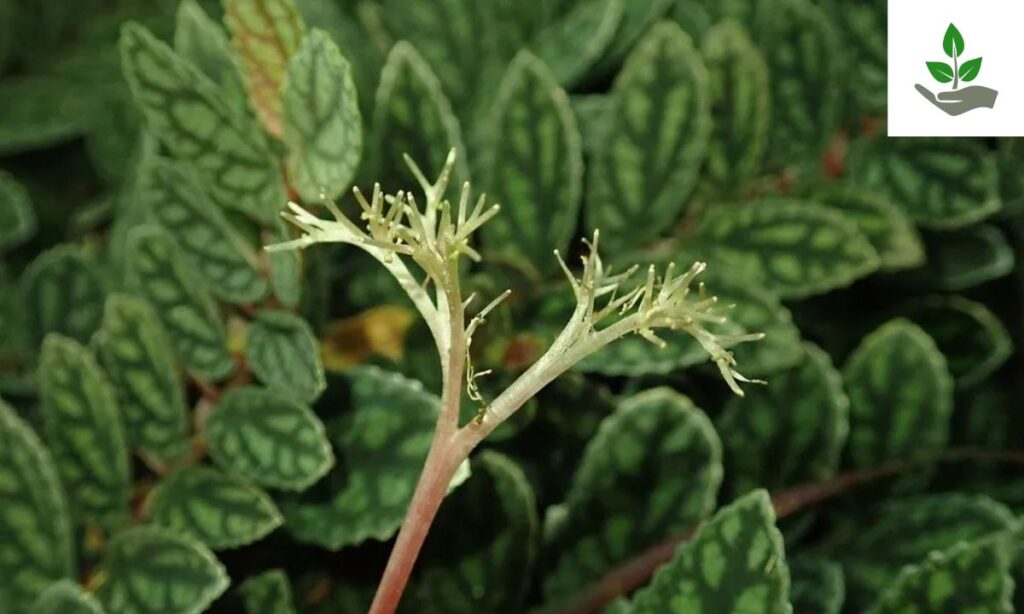 Pellionia Fun Fact