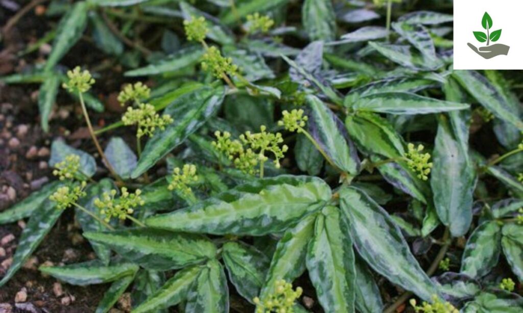 Pellionia Seeds