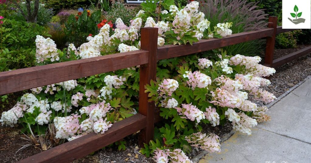 Ruby slippers hydrangea Care
