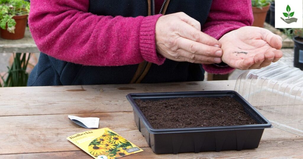 Rudbeckia Goldsturm Seeds
