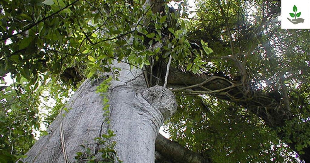 Silk Cotton Tree Fun Fact