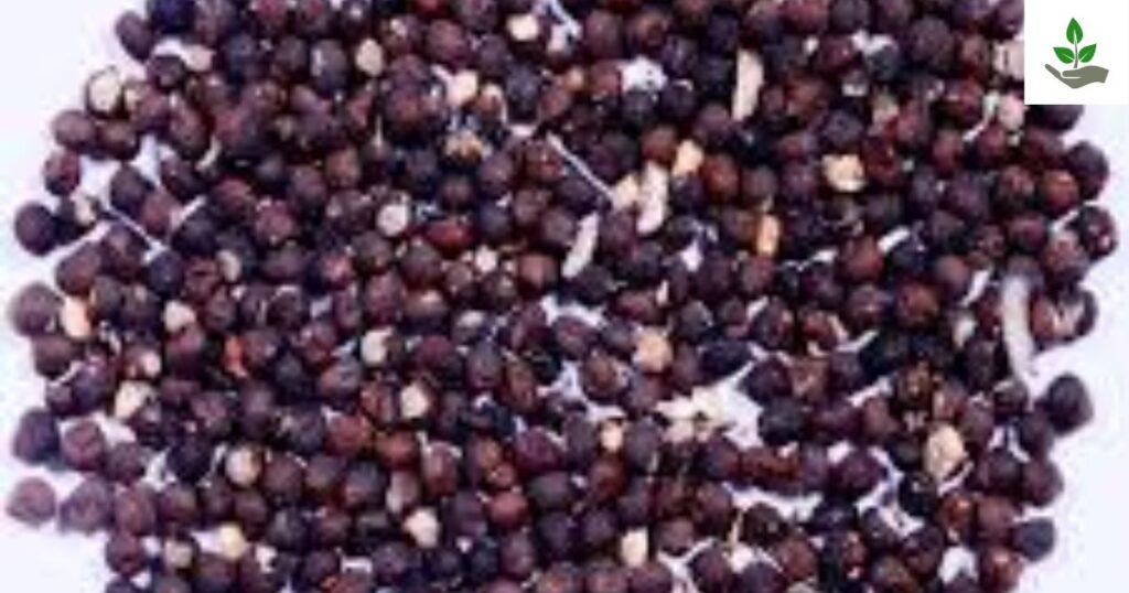 Silk Cotton Tree Seeds