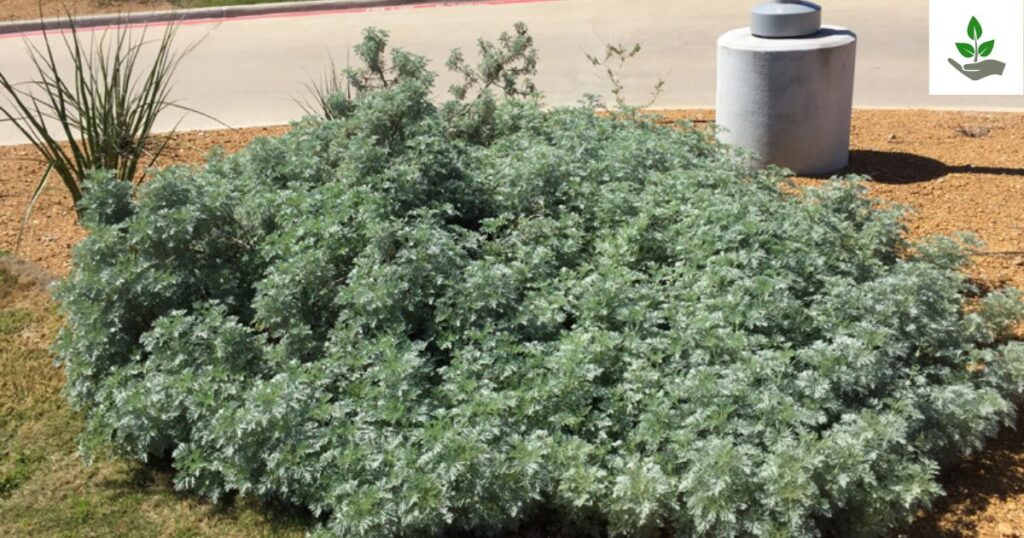 Silver Mound Artemisia Benefits