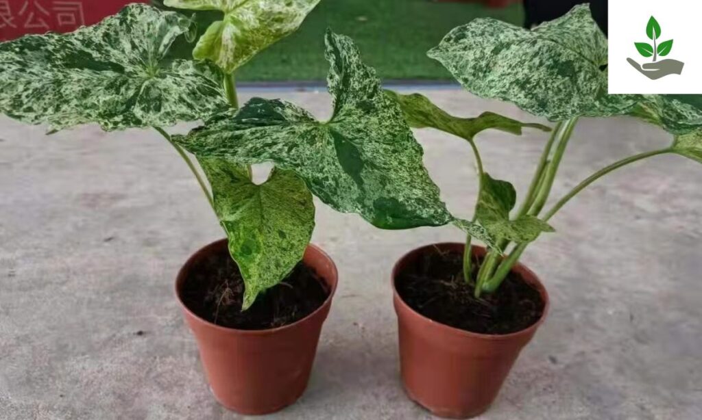 Syngonium Mojito Care