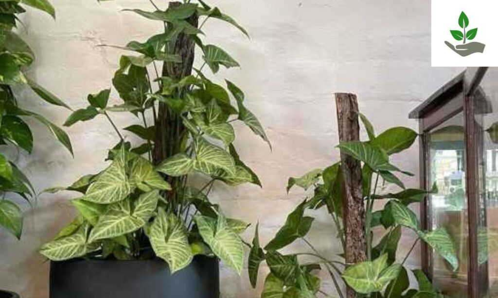 Syngonium Mojito Fun Fact