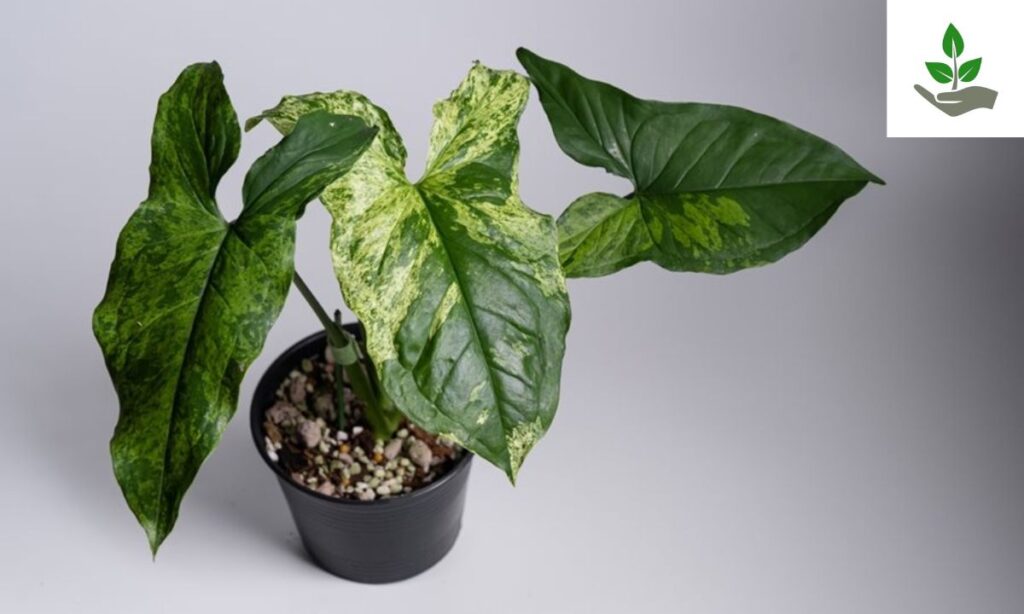 Syngonium Mojito Seeds