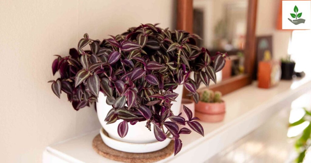 Wandering Jew Care
