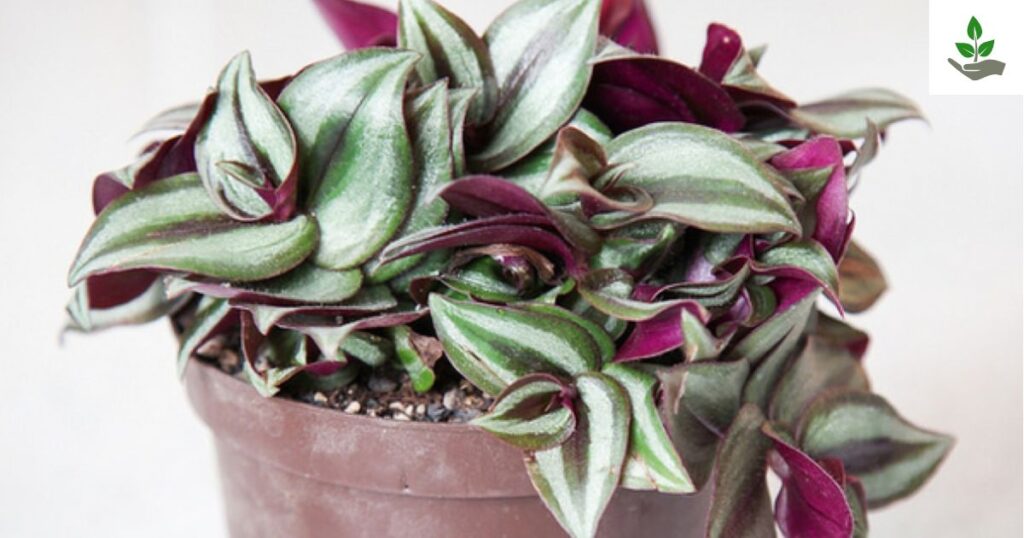 Wandering Jew Plant Benefits