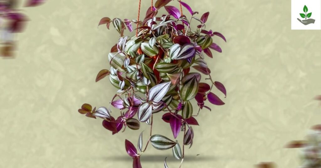 Wandering Jew Plant