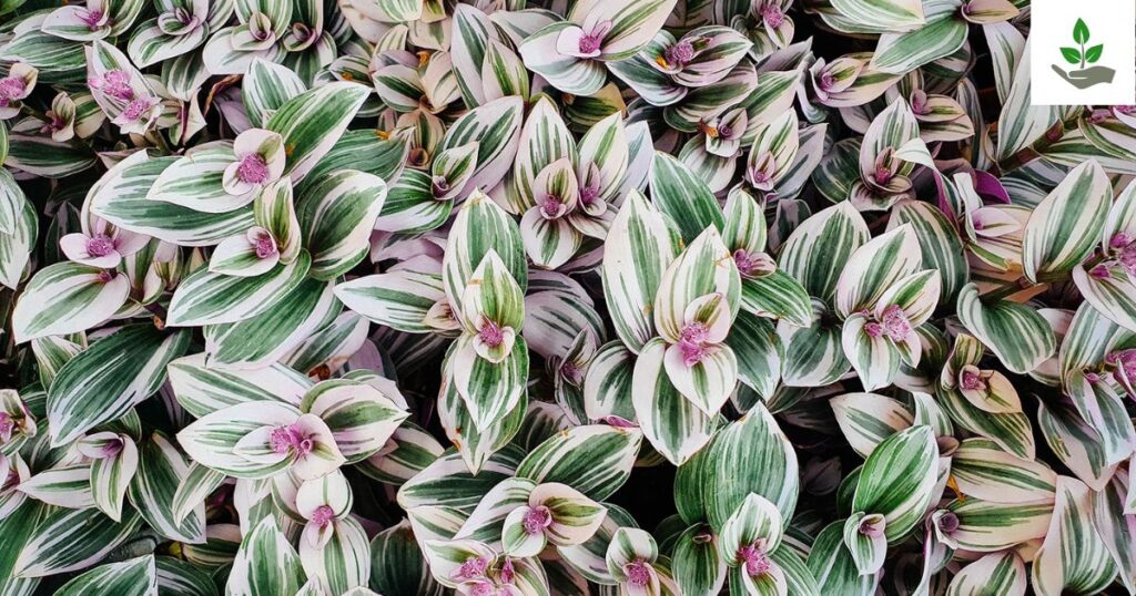 Wandering Jew Planting