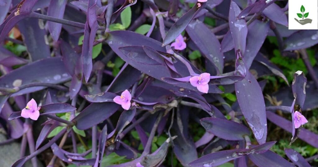 Wandering Jew Seeds