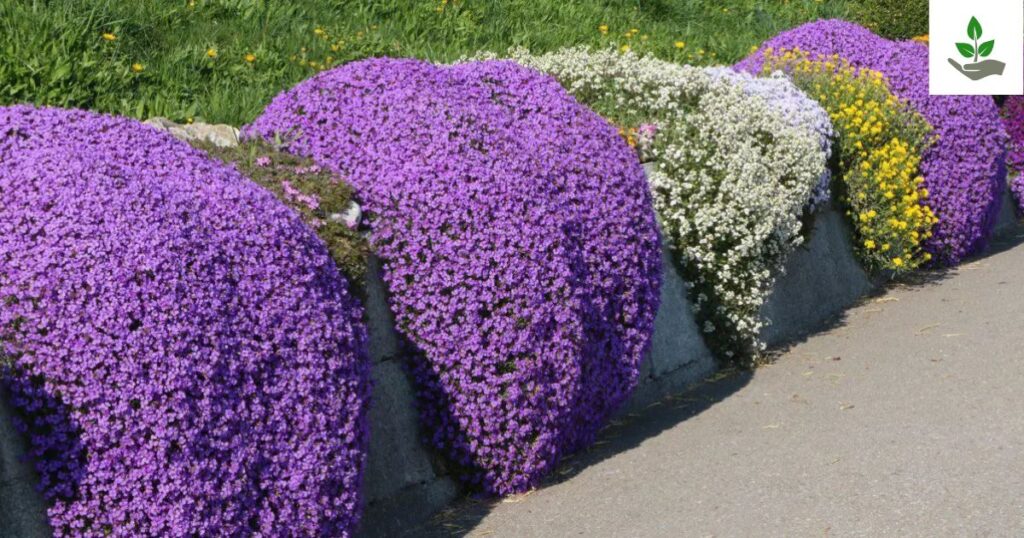 Creeping Thyme