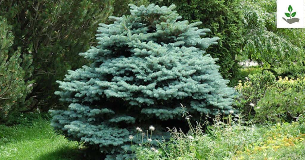 Globe Blue Spruce