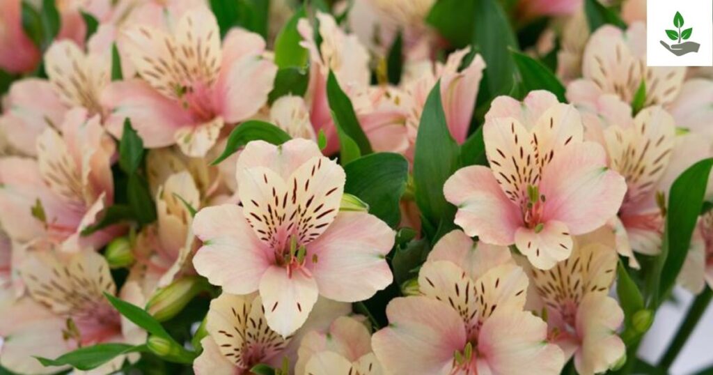 Alstroemeria Flower