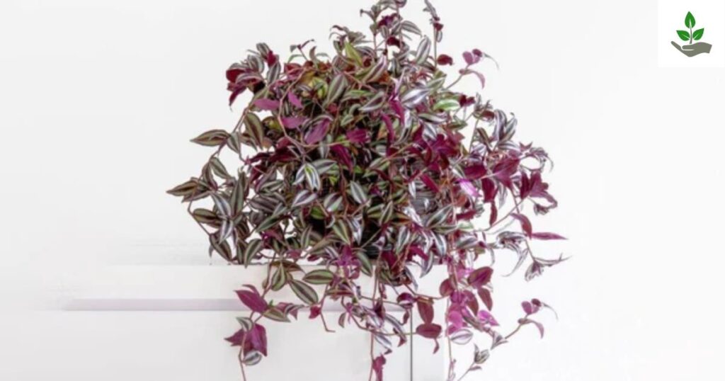 Wandering Jew