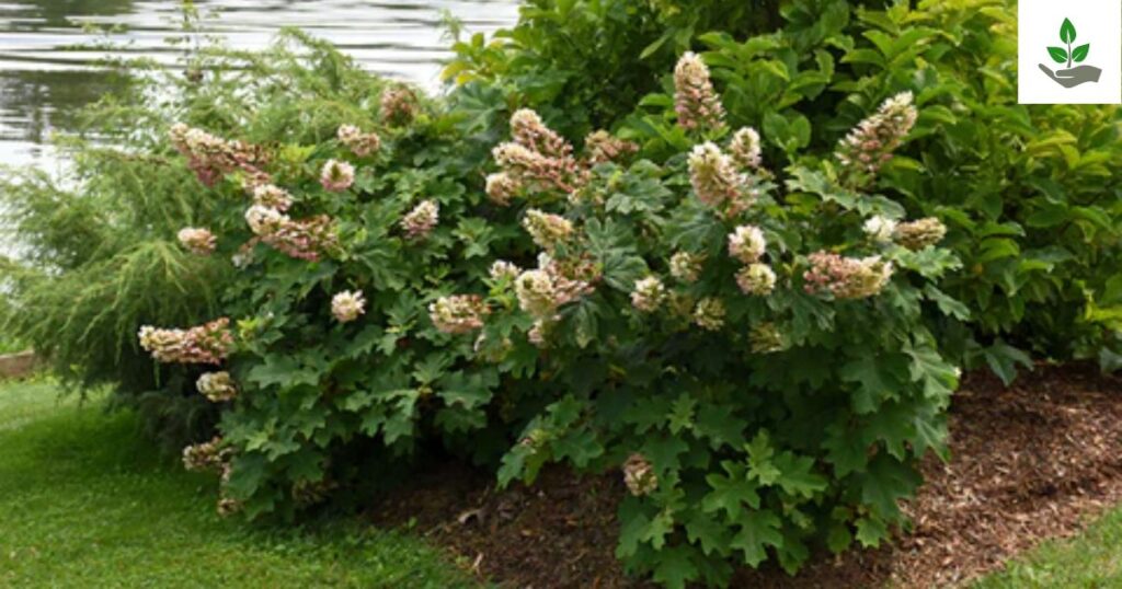 Ruby Slippers Hydrangea