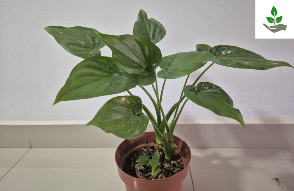 What is Alocasia Cucullata