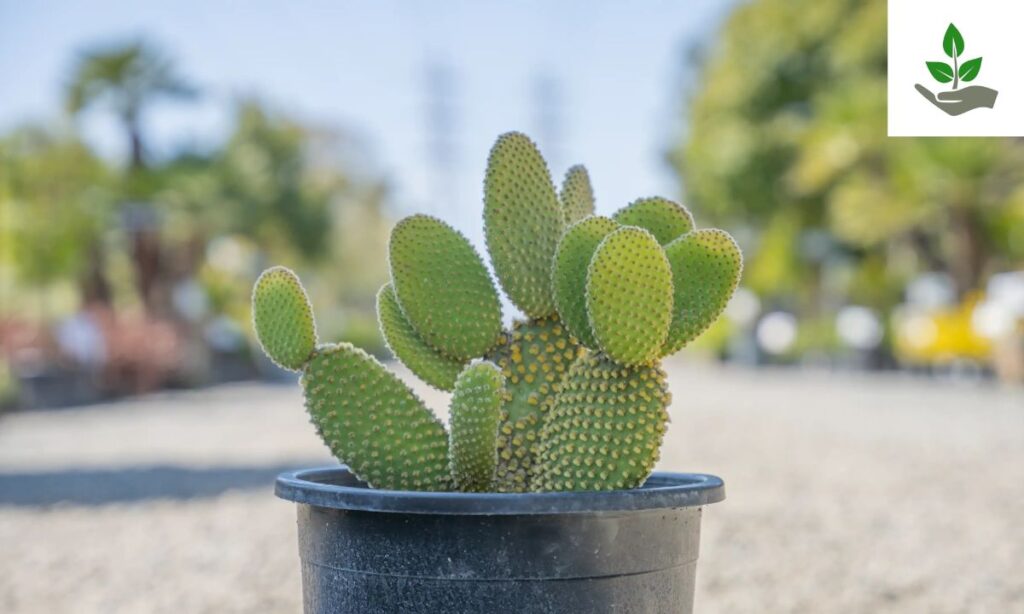 What is Bunny Ears Cactus