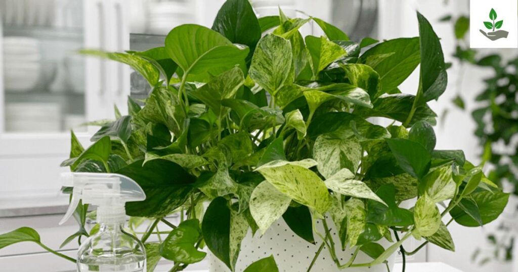 Marble Queen Pothos
