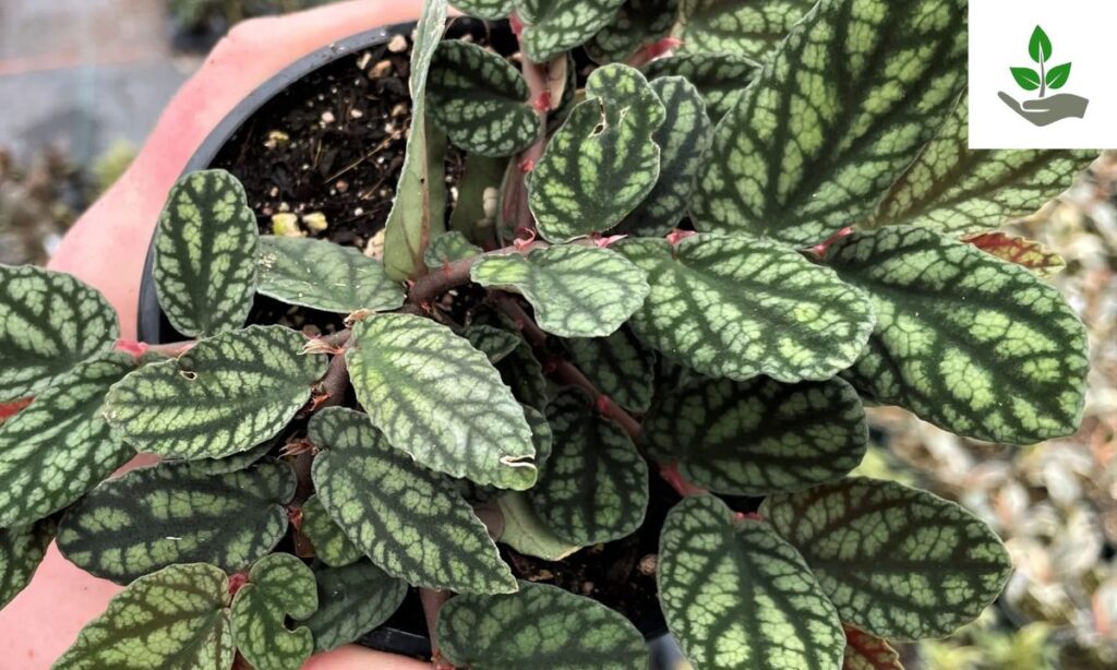 What is Pellionia