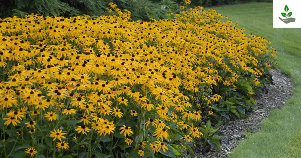 Rudbeckia Goldsturm