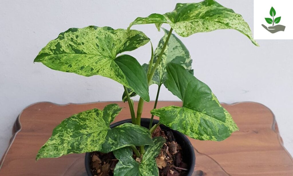 What is Syngonium Mojito