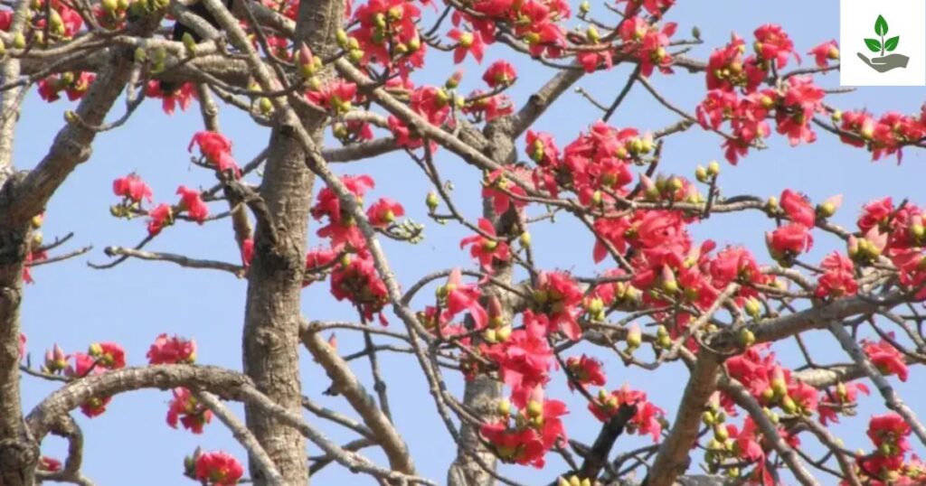 Silk Cotton Tree