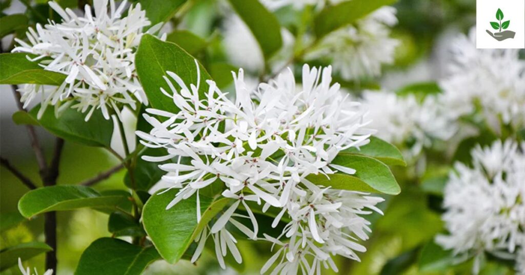 Chinese Fringe Tree