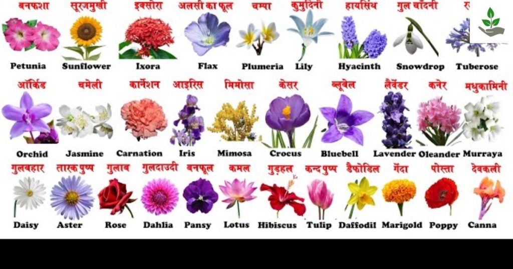 50 Flowers Name In Hindi