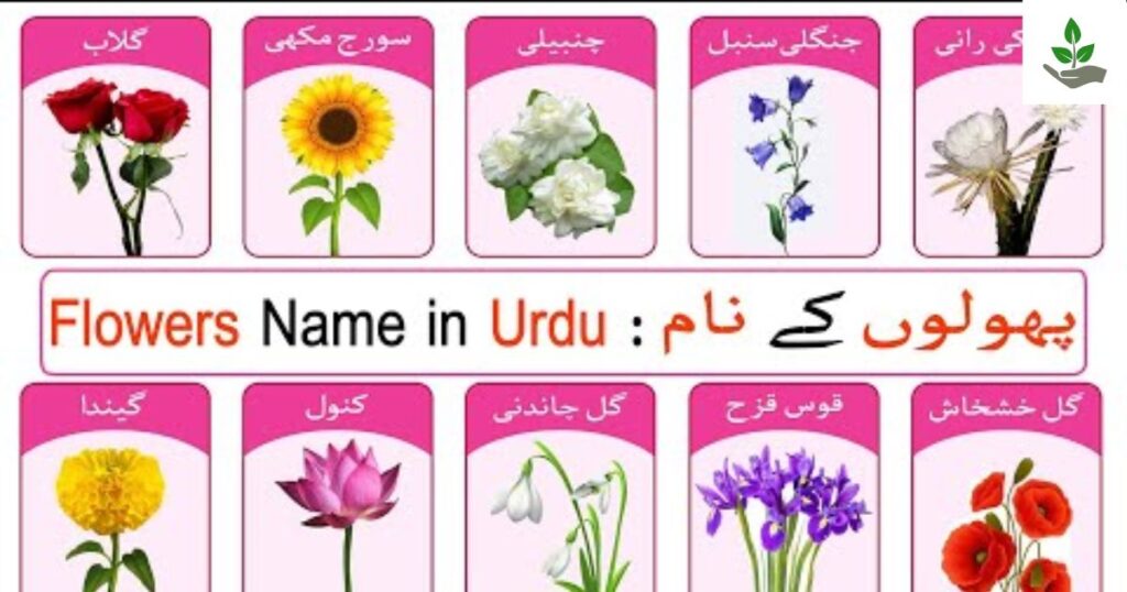 Flowers Name In Urdu