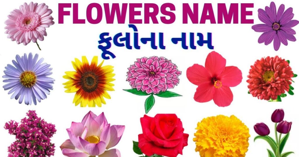 Flower Name In Gujarati