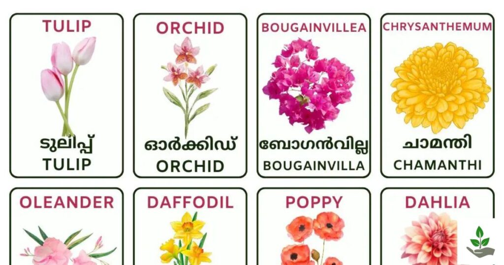 Flower Name In Malayalam