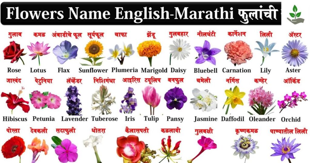 Flowers Name In Marathi