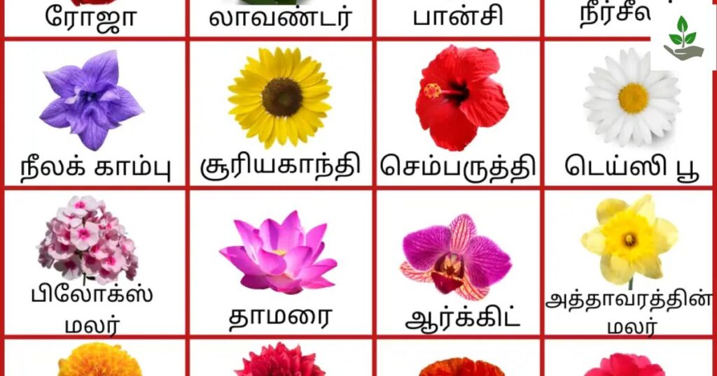 Flowers Name In Tamil And English