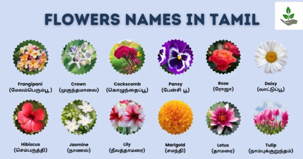 Flowers Name In Tamil